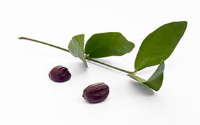 huile végétale bio Jojoba